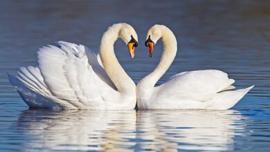 Божа благодать