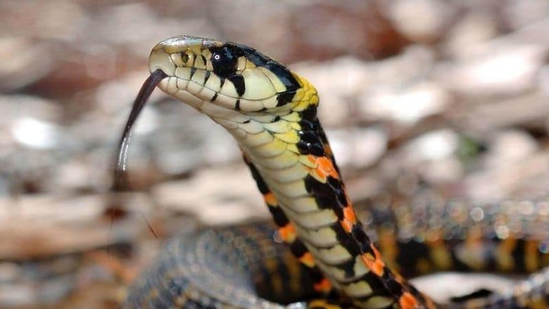 тигровий вуж