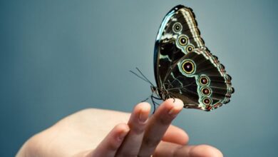 зміст тексту