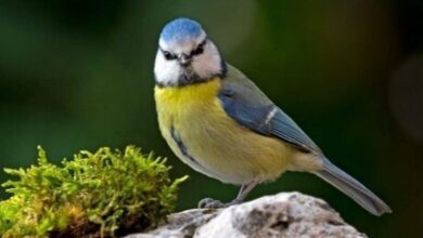 приємно пахне