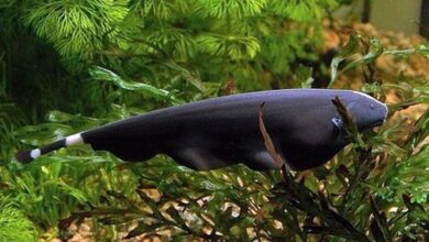 Риба ножетелка