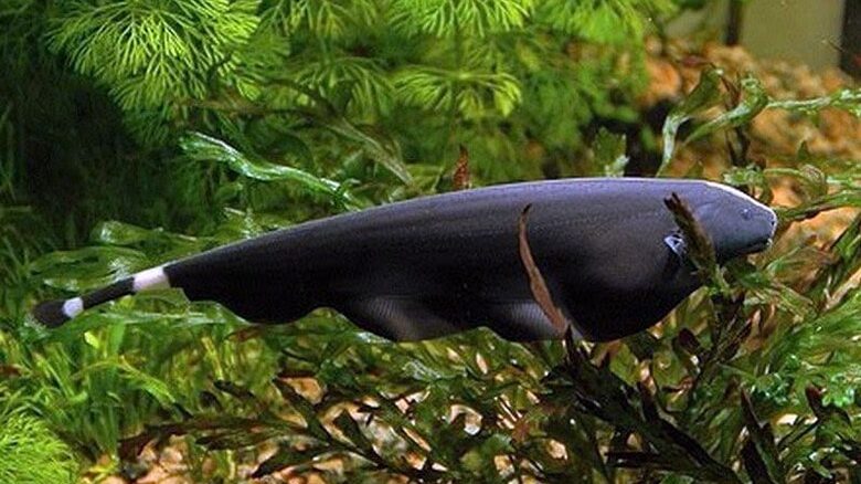 Риба ножетелка