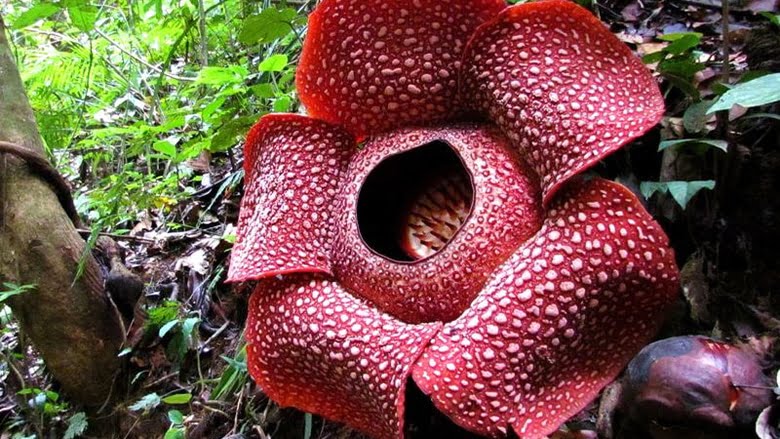 У найбільшої у світі квітки