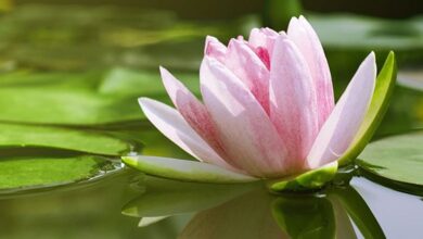 самоочищення