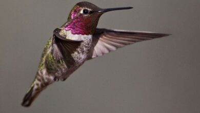 Сокіл сапсан