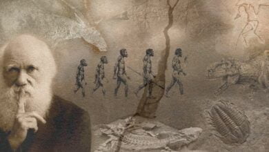 теорію креаціонізму