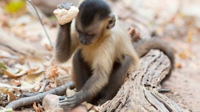 многие животные