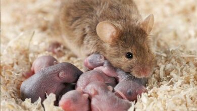 батьківська турбота