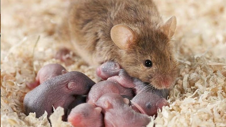 батьківська турбота