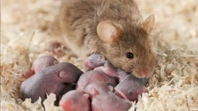 родительская забота