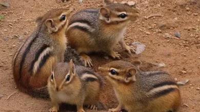 Сибирские бурундуки