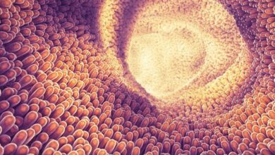 травна система