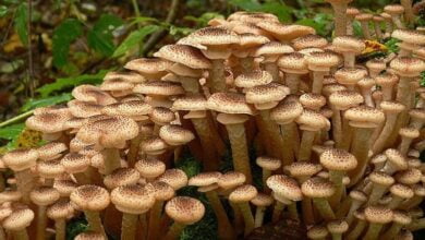 найбільший живий організм