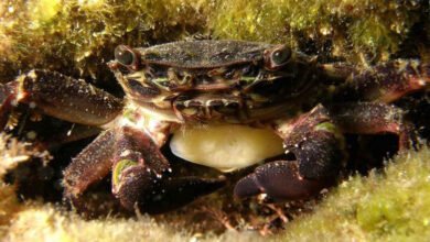 ракоподібне