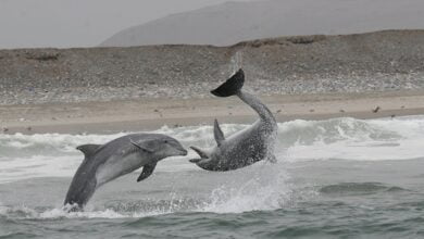 Ігри дельфінів