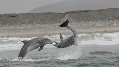 Игры дельфинов