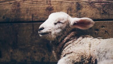 очищення гріхів