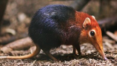 землерийка