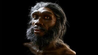 знахідку реброплава