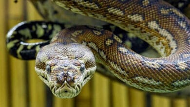 Тигрові пітони