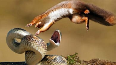 Каліфорнійський ховрах