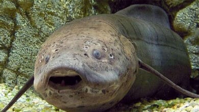 двояко дихаючі