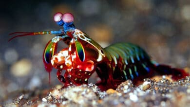 рак-богомол