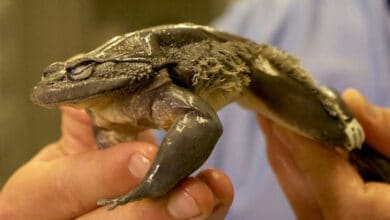 жахлива жаба