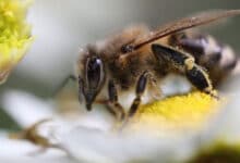 кратковременная память