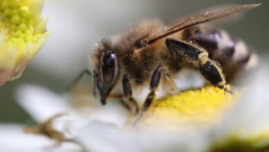 кратковременная память