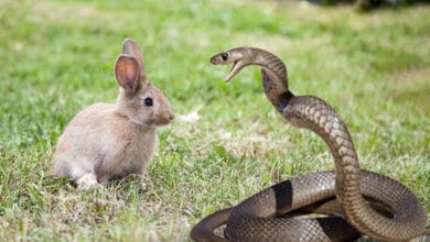 про токсичність