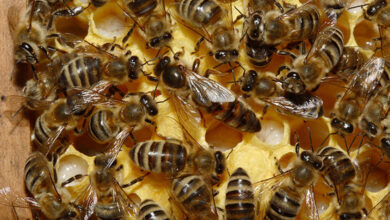 закон та порядок