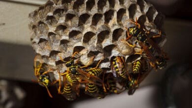 паперові оси