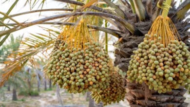 фінікові дерева