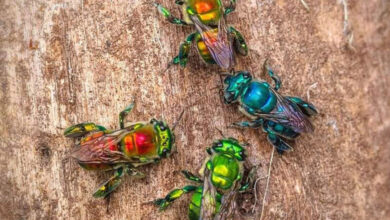 Бджоли-парфумери