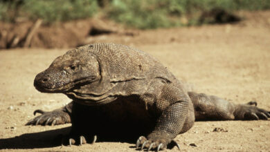 провидіння