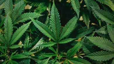 продукти канабісу