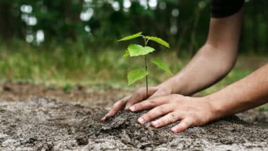 оливкове дерево