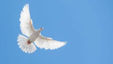 про політику