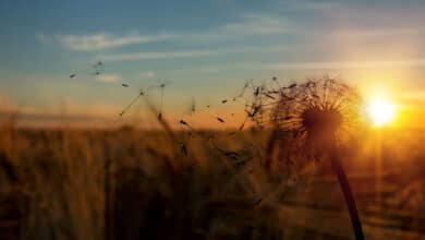 Ненавиджу смерть.