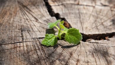 перенесення нашого горя