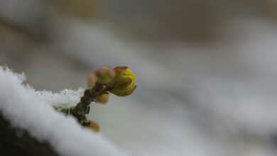 Воскресіння в природі