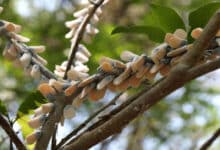 комахи які імітують квіти