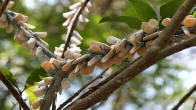комахи які імітують квіти