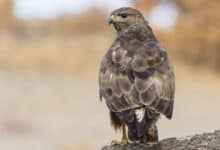 Біоміметика в технологіях