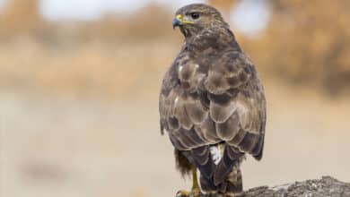 Біоміметика в технологіях