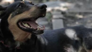 собака Жужа