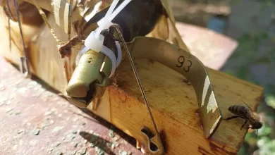 Бджоли розмінували вулик