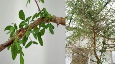 біблійне дерево Sheba