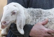 День пастора в Україні